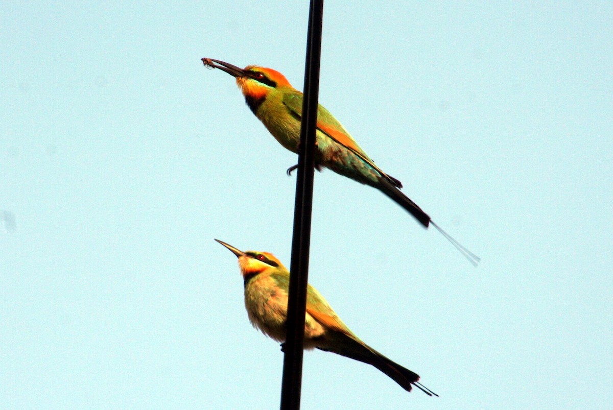 Rainbow Bee-eater - ML611430800