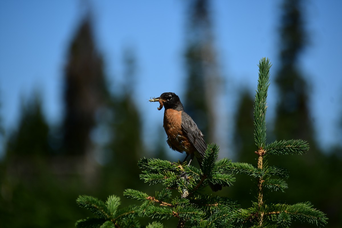 American Robin - ML611430915