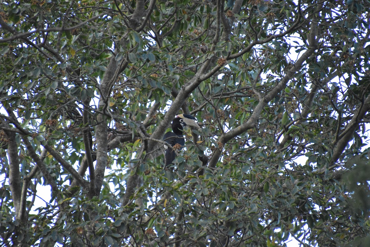 Malabar Pied-Hornbill - ML611430916