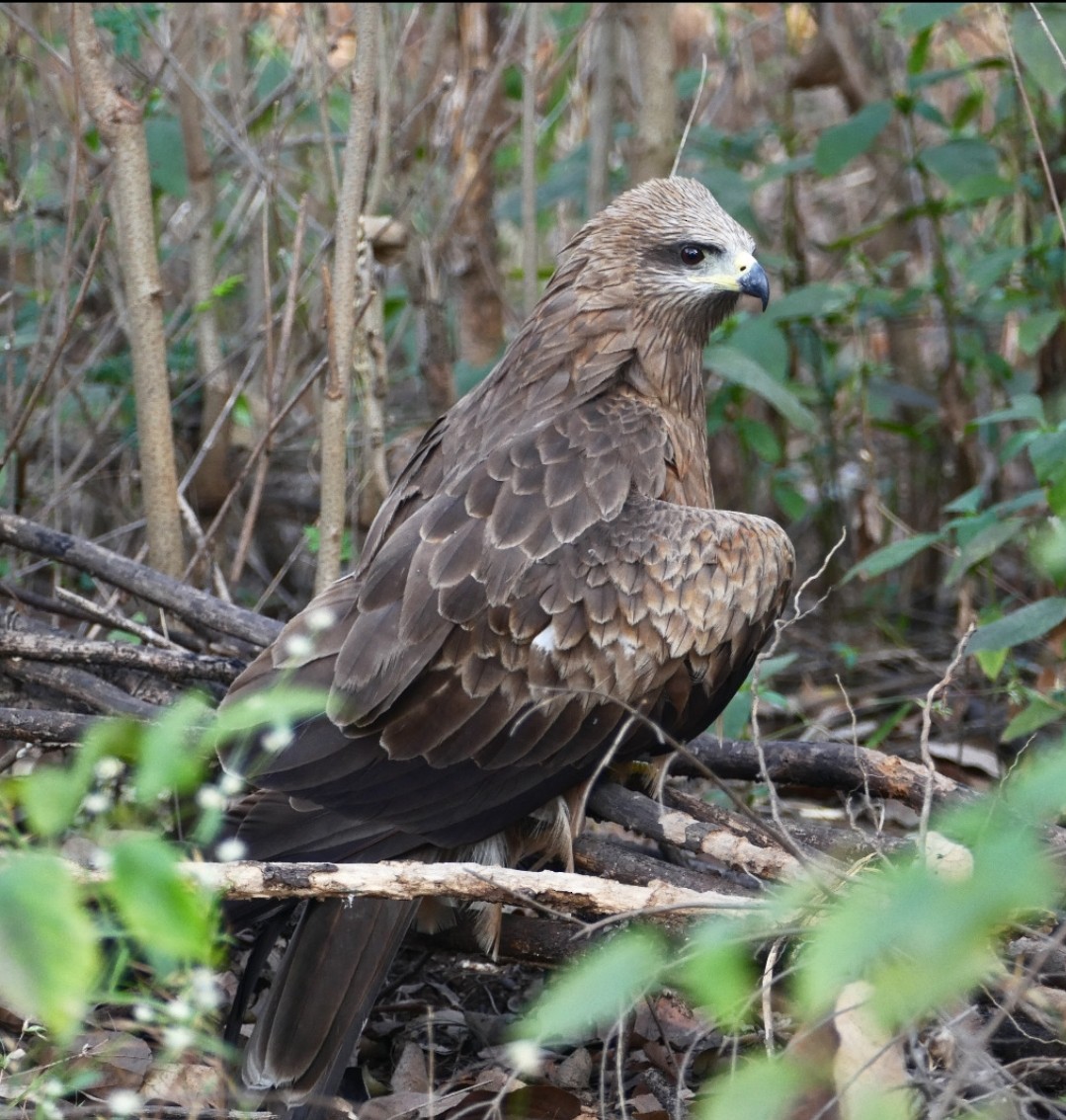 Black Kite - ML611430920