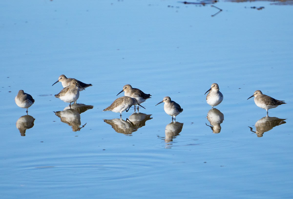 Dunlin - ML611430922