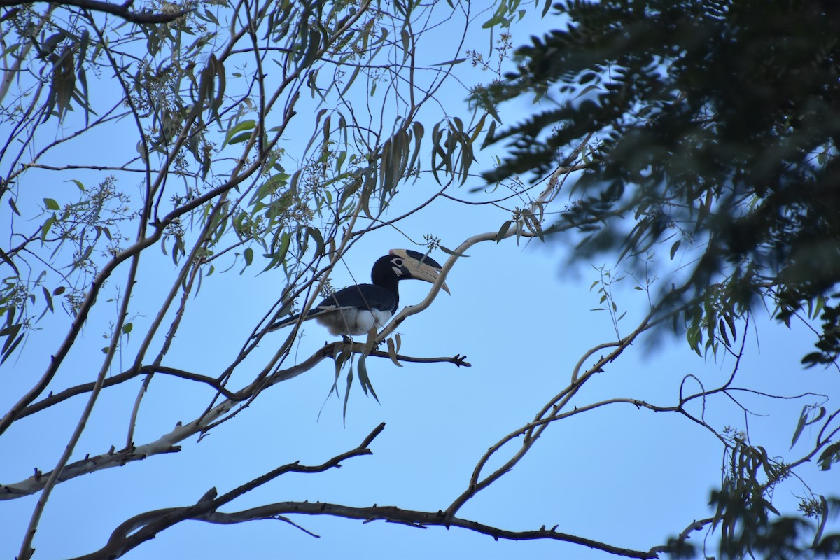 Malabar Pied-Hornbill - ML611430927