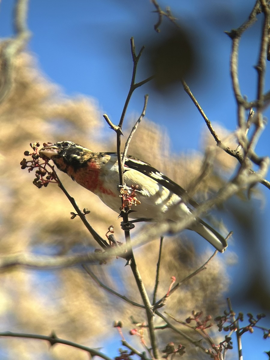 Rose-breasted Grosbeak - ML611431005