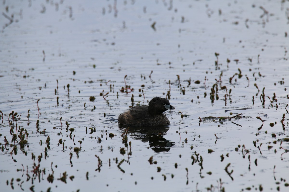 Pied-billed Grebe - ML611431070