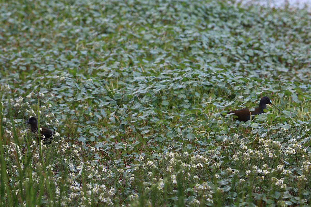 Plumbeous Rail - ML611431084