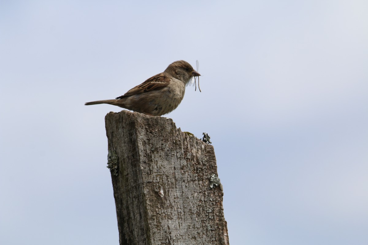 House Sparrow - ML611431093