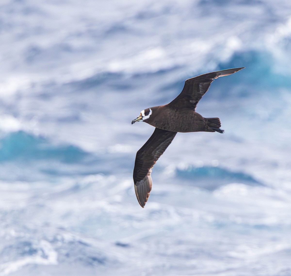 Spectacled Petrel - ML611431100