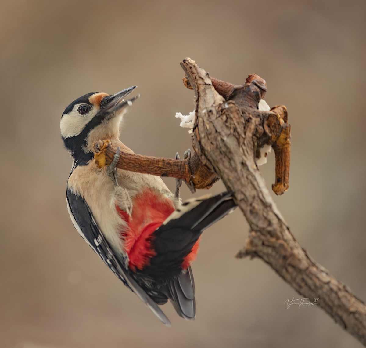 Great Spotted Woodpecker - ML611431181