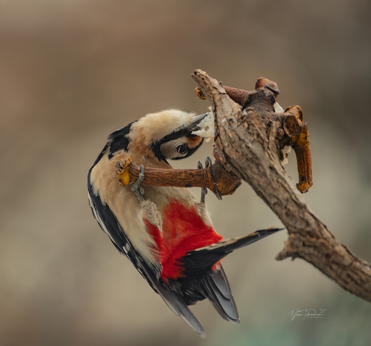 Great Spotted Woodpecker - ML611431182