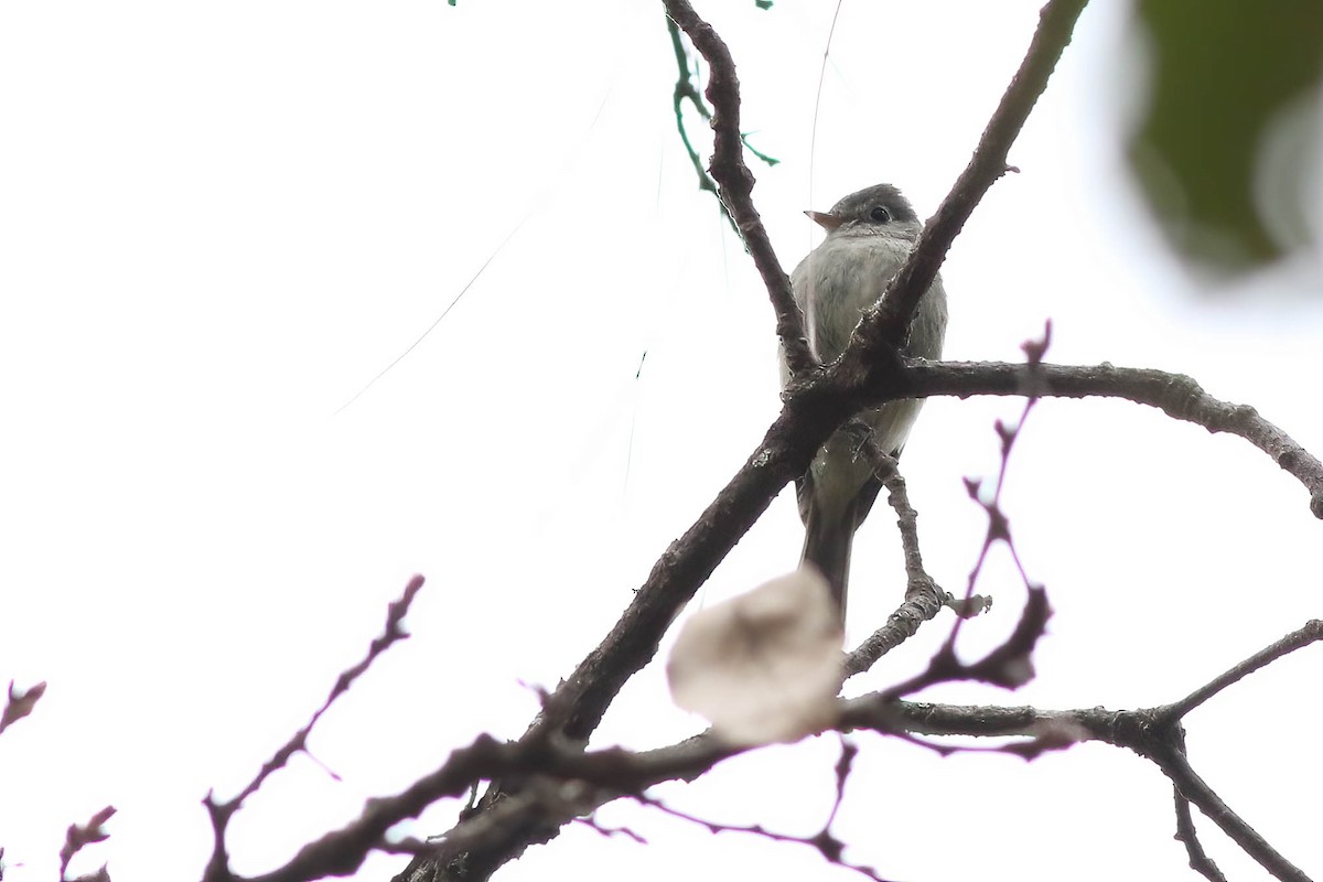 Pine Flycatcher - Benjamin Hack