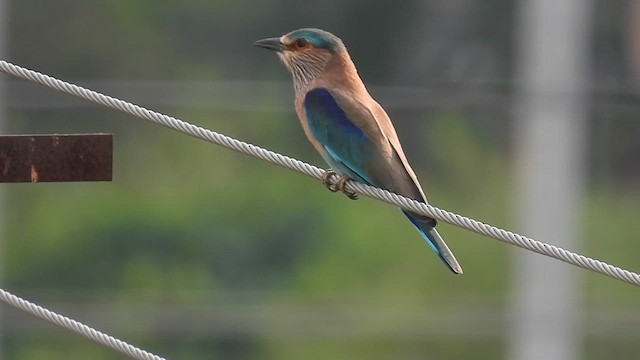 Indian Roller - ML611431264