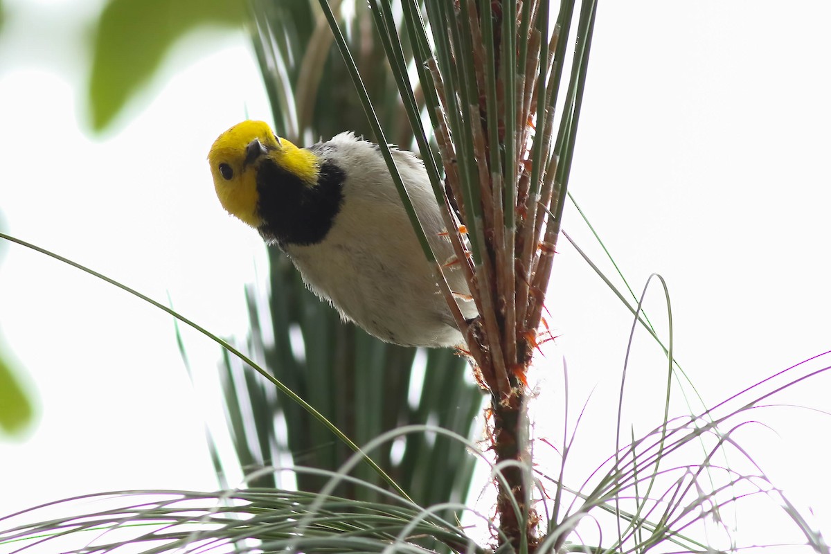 Hermit Warbler - Benjamin Hack