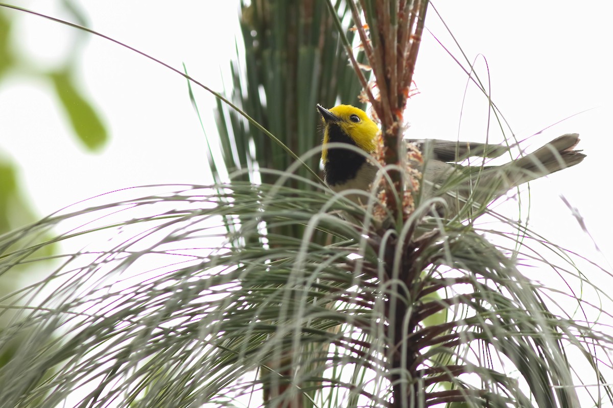 Paruline à tête jaune - ML611431274