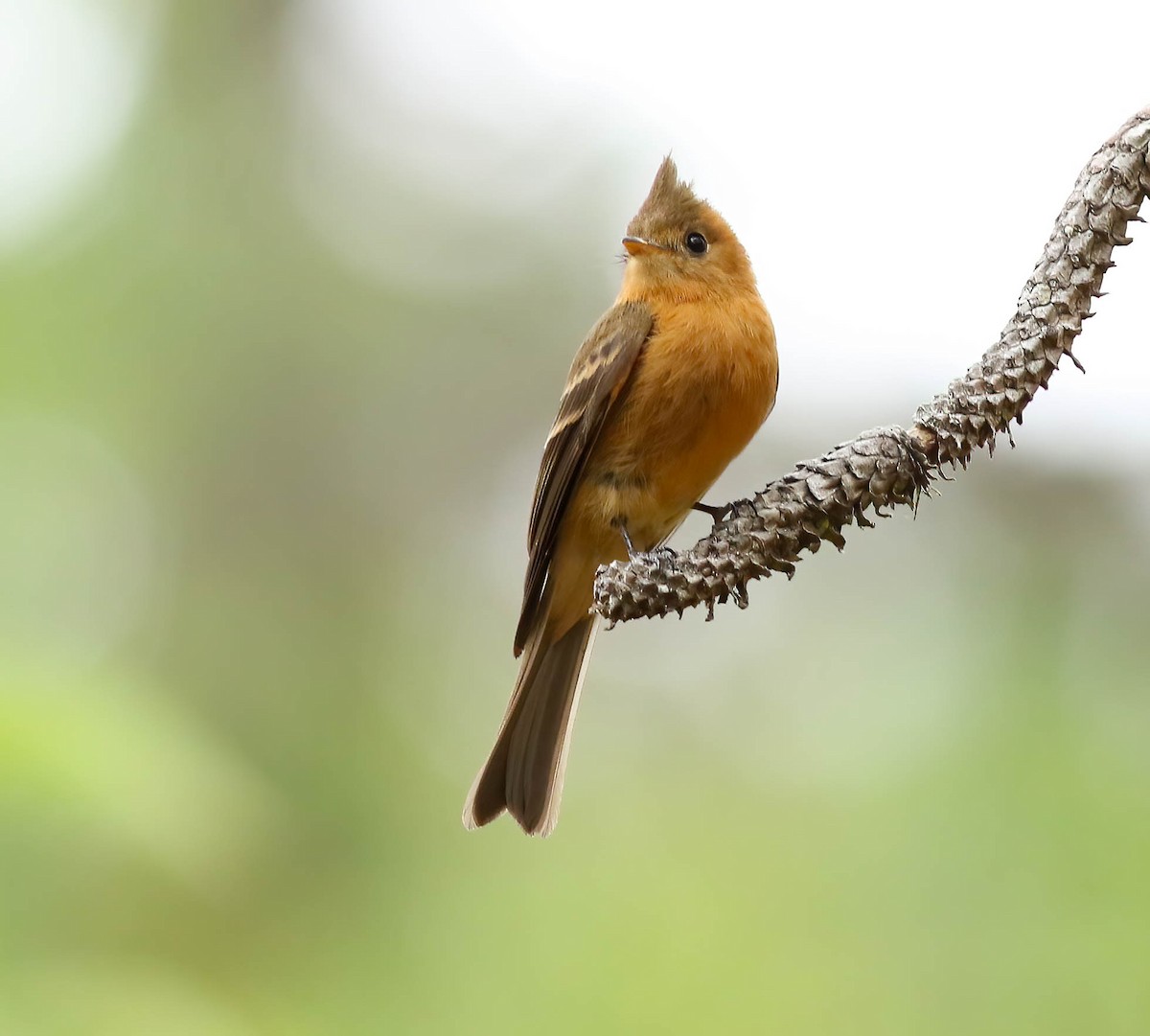 Kuzey Sorguçlu Sinekkapan (phaeocercus/tenuirostris) - ML611431293