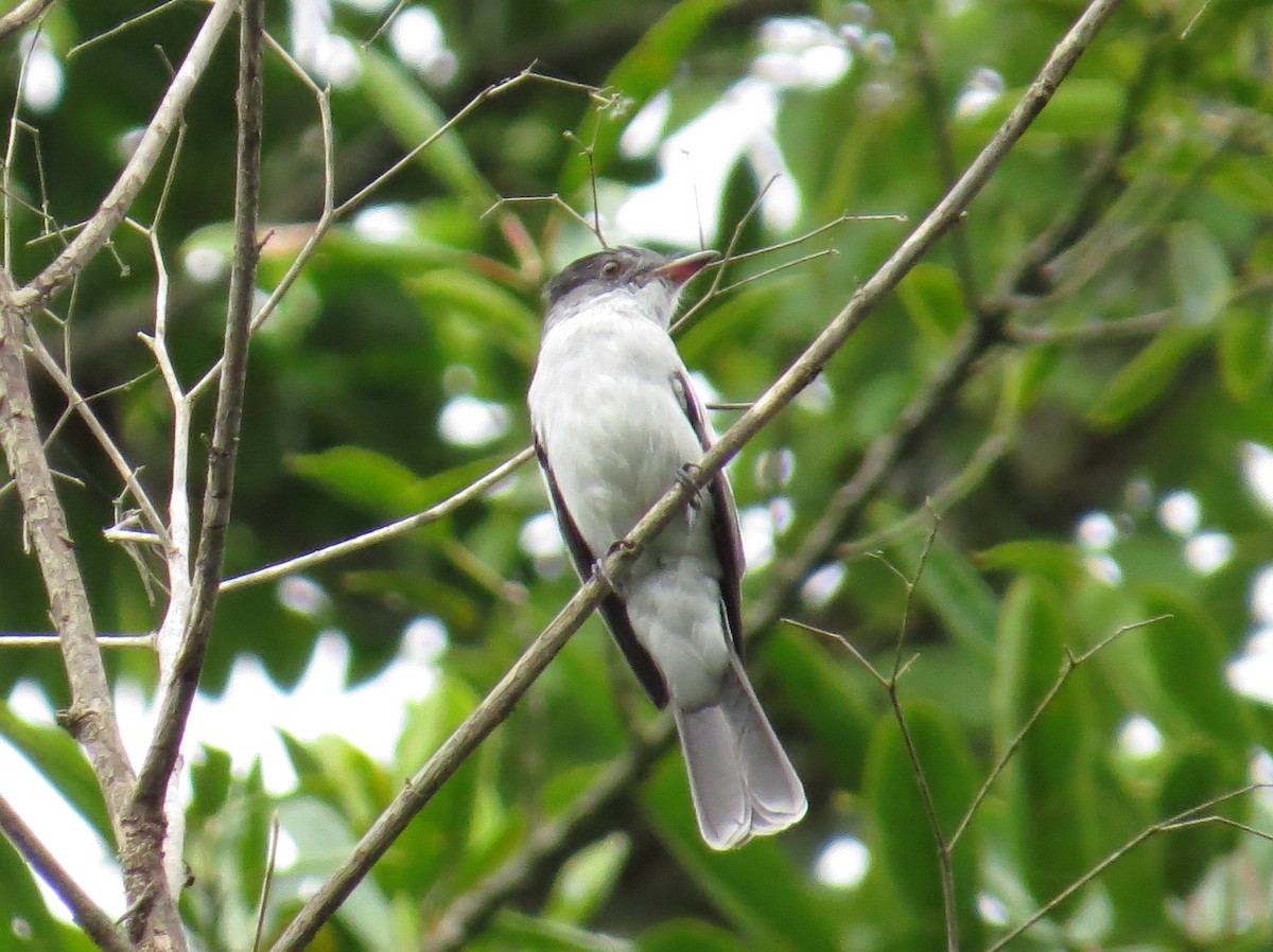 Mosquero del Chocó - ML611431374