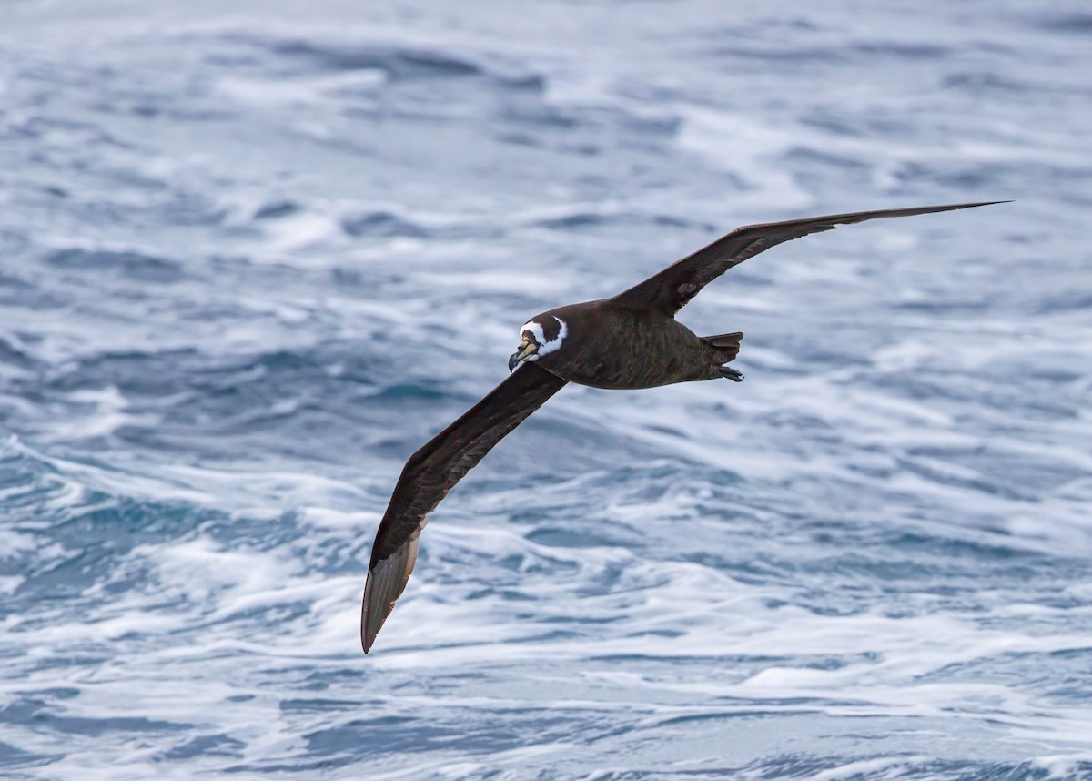 Spectacled Petrel - Per Smith