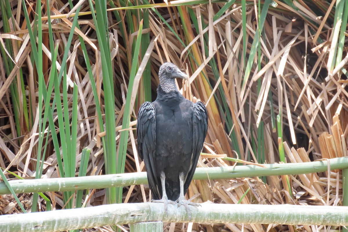 Black Vulture - José Joel Ayala Navarro