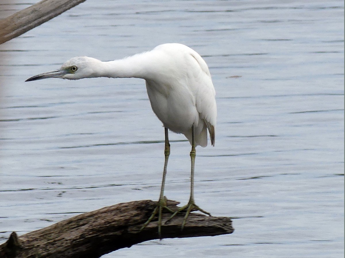 Little Blue Heron - ML611431473