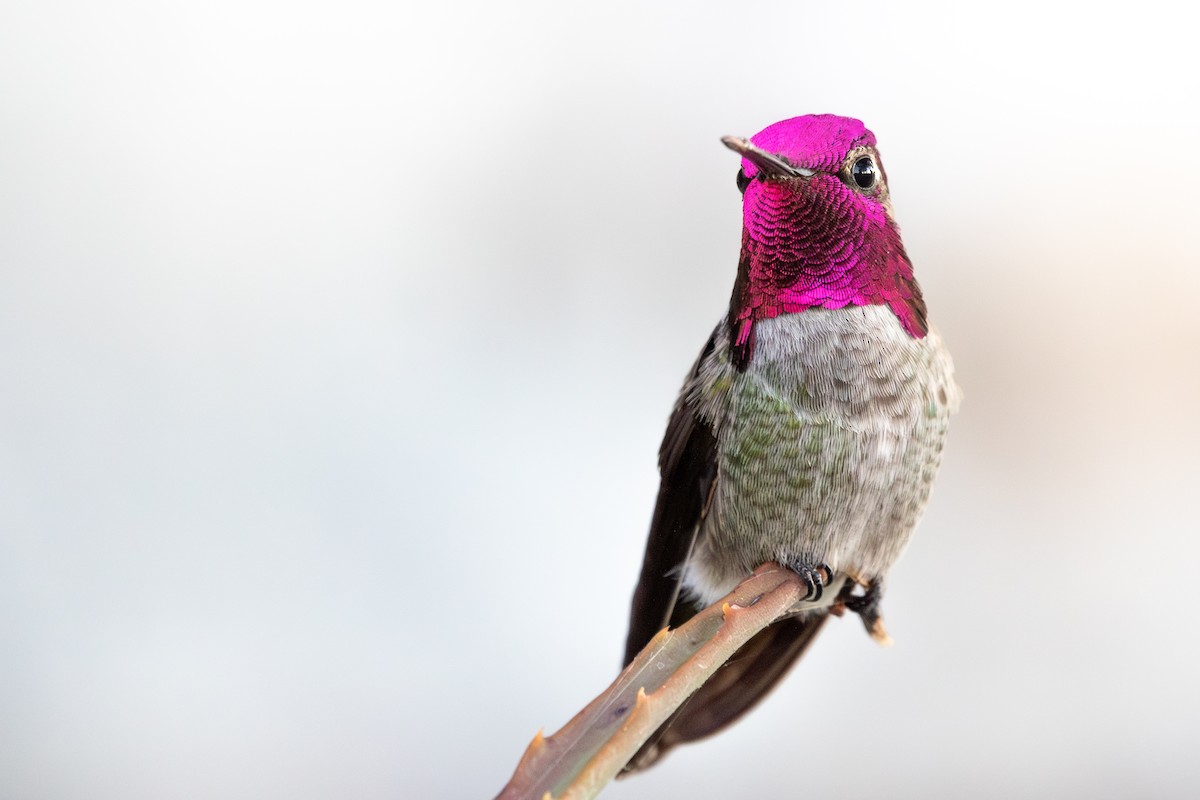 Anna's Hummingbird - ML611431479