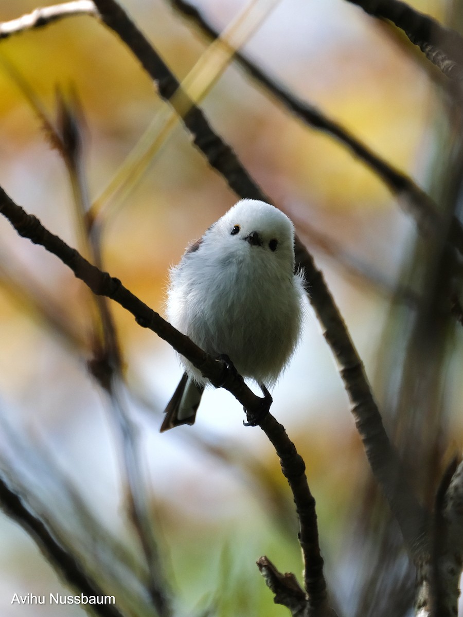 Long-tailed Tit - ML611431654