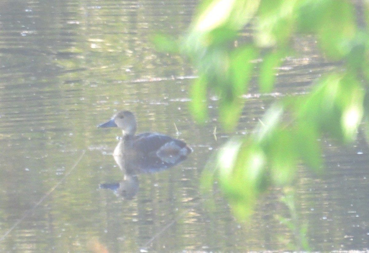 Lesser Whistling-Duck - ML611431692