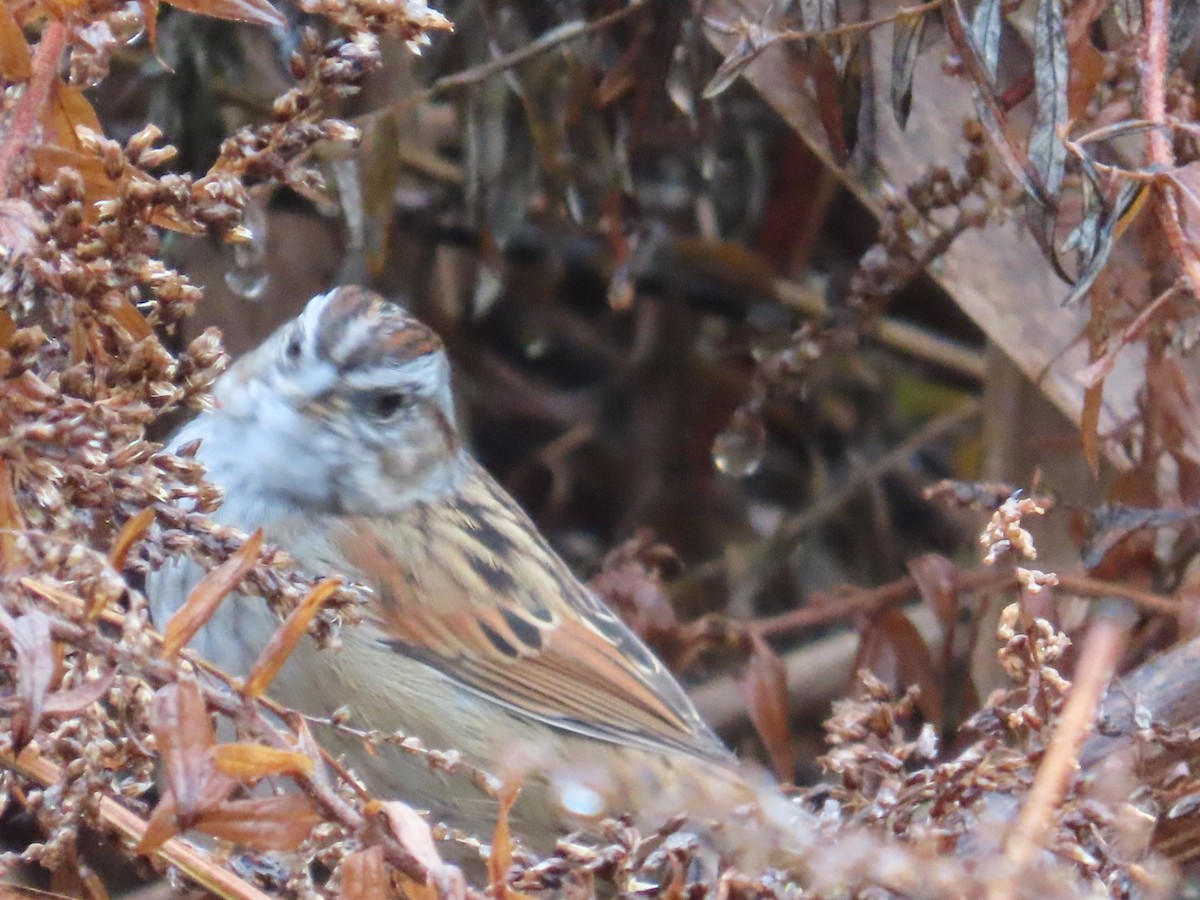 Swamp Sparrow - ML611431741