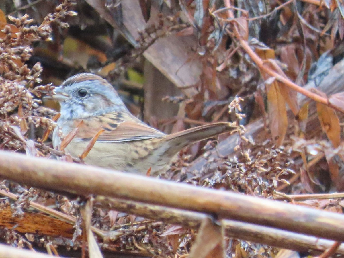 Swamp Sparrow - Edward Raynor