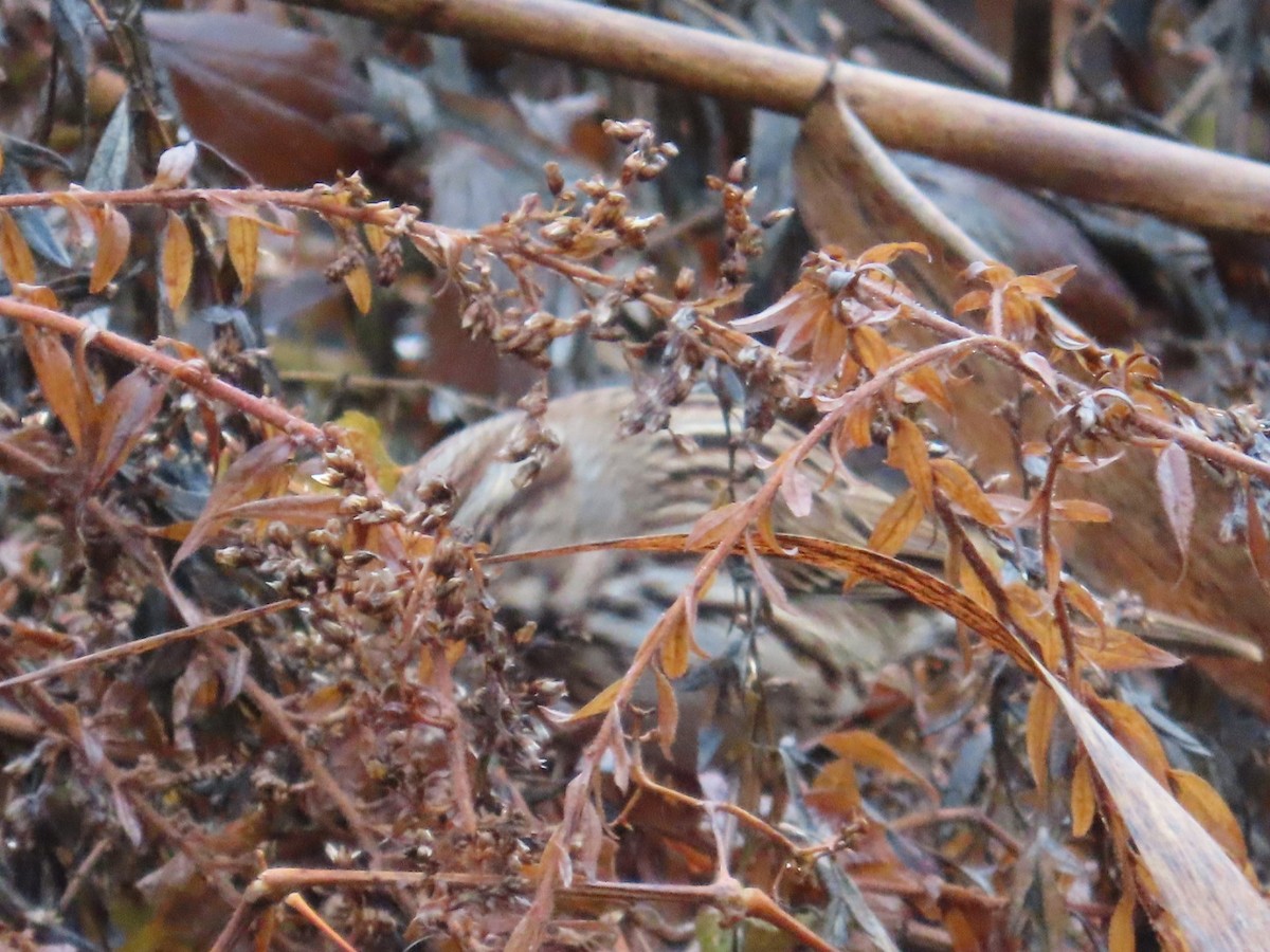 Song Sparrow - ML611431744