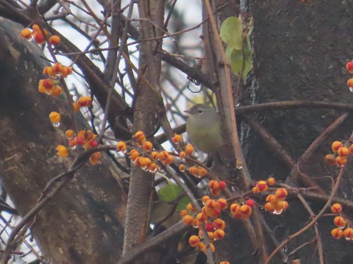 Orange-crowned Warbler - Edward Raynor