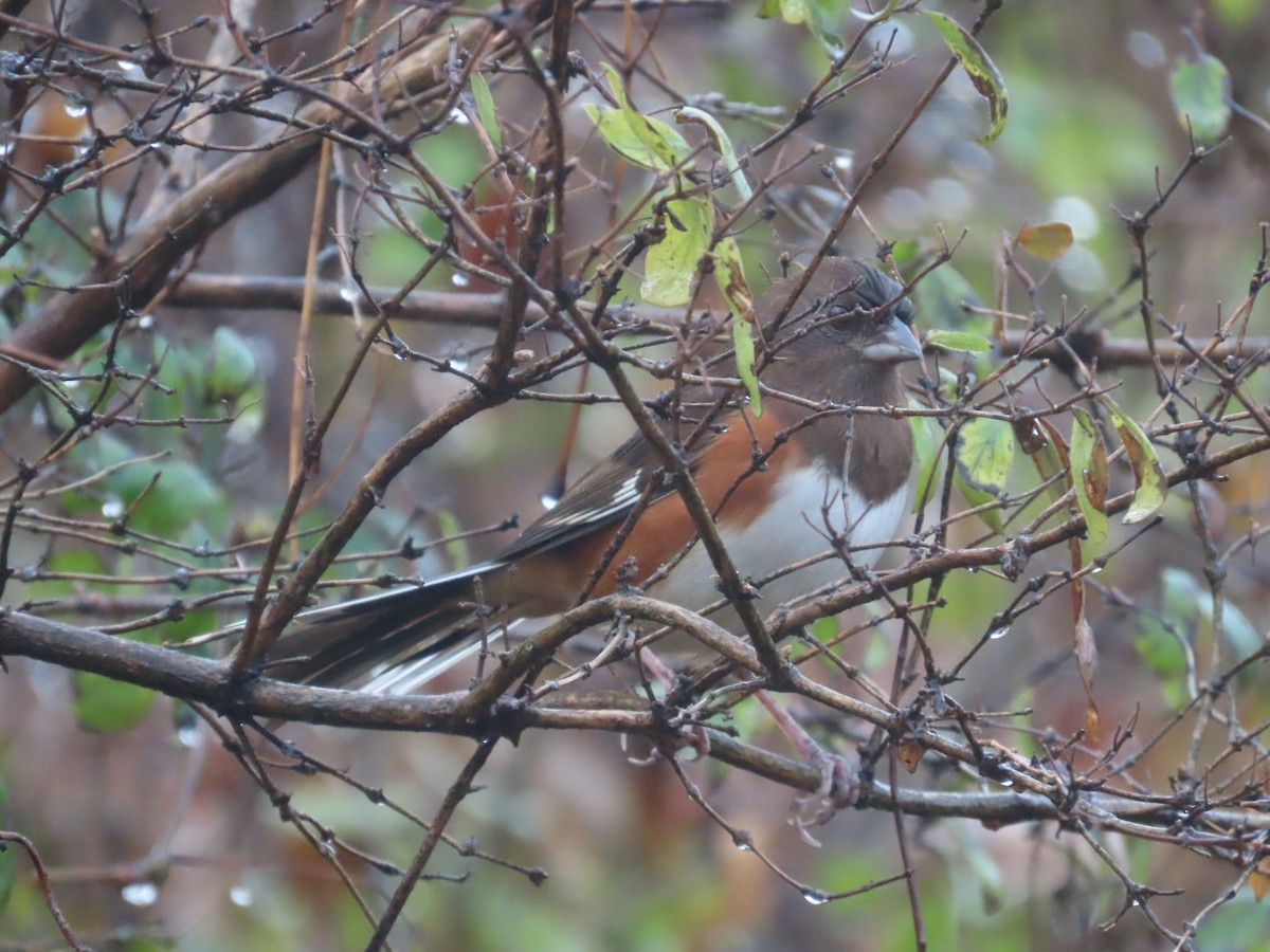 Eastern Towhee - Edward Raynor