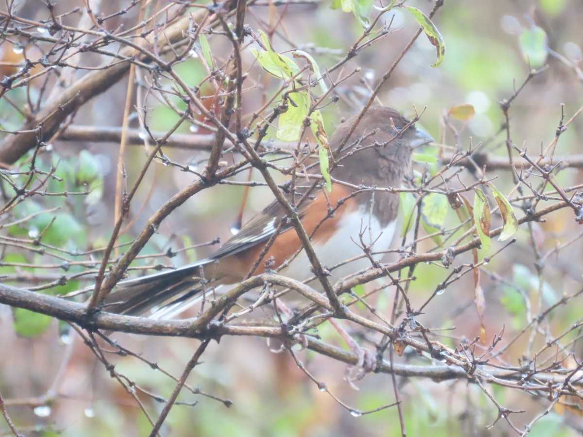 ワキアカトウヒチョウ - ML611431784