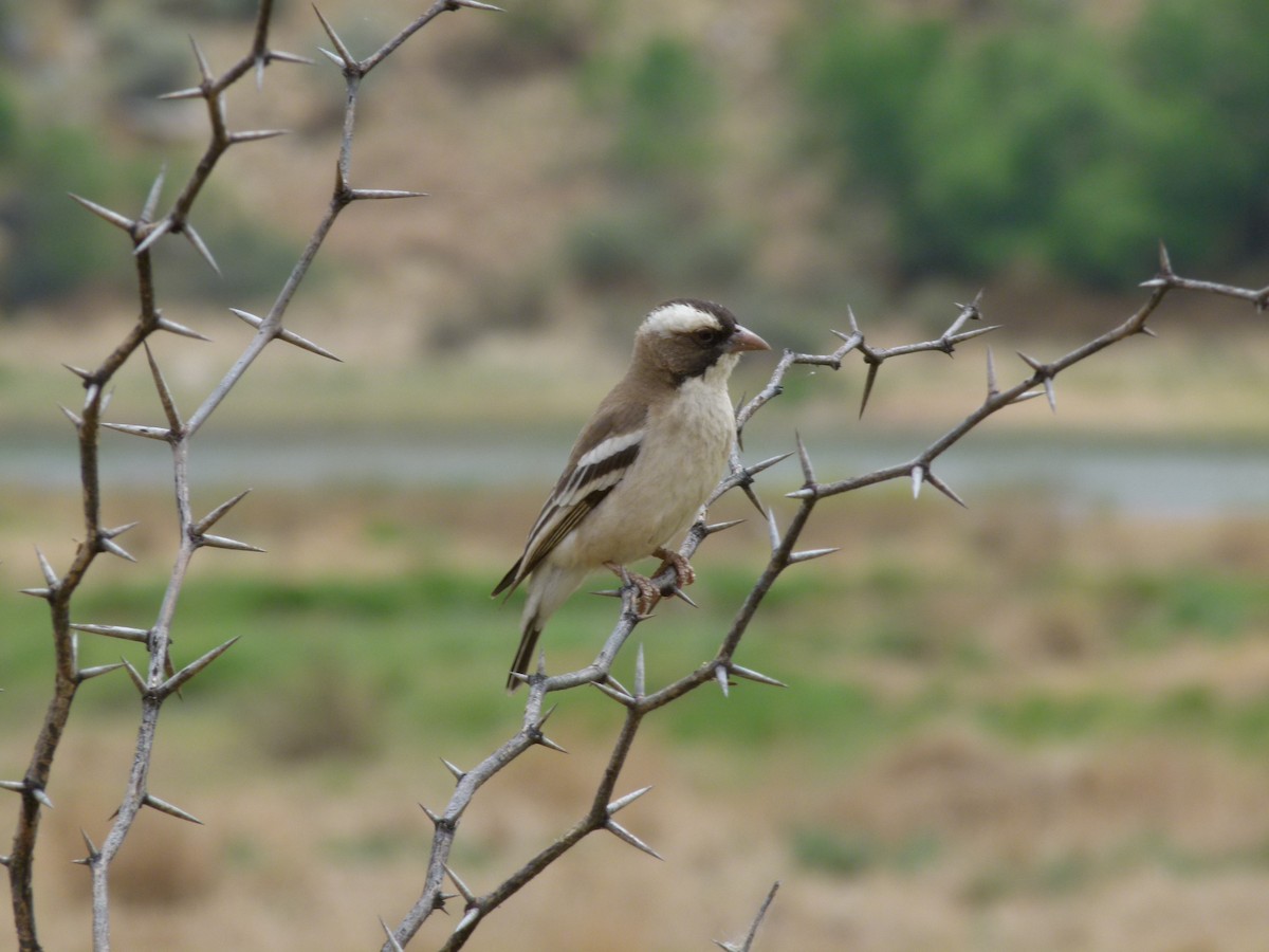 White-browed Sparrow-Weaver - ML611431805