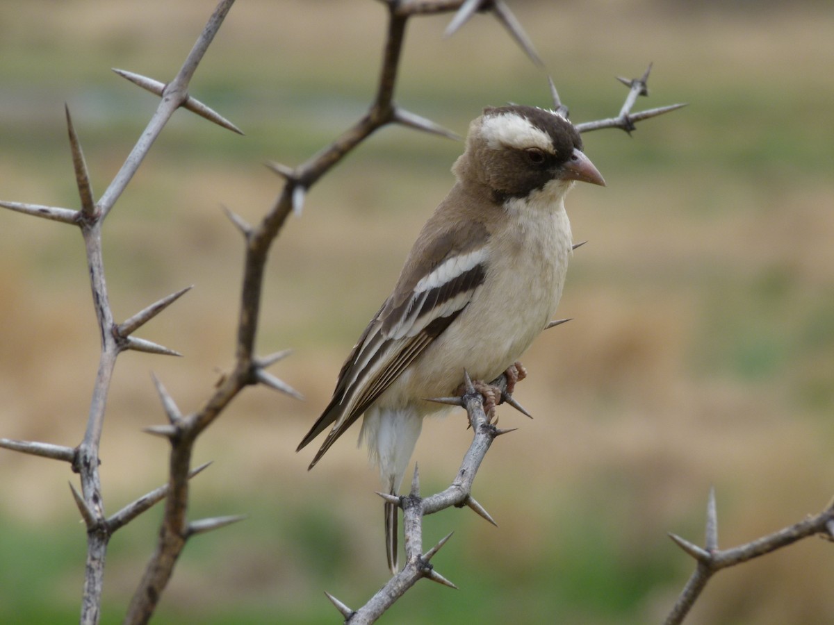 White-browed Sparrow-Weaver - ML611431806