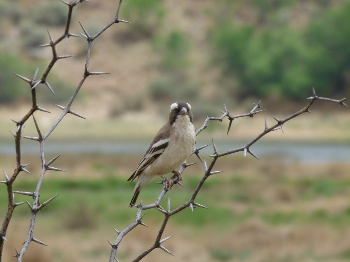 White-browed Sparrow-Weaver - ML611431807