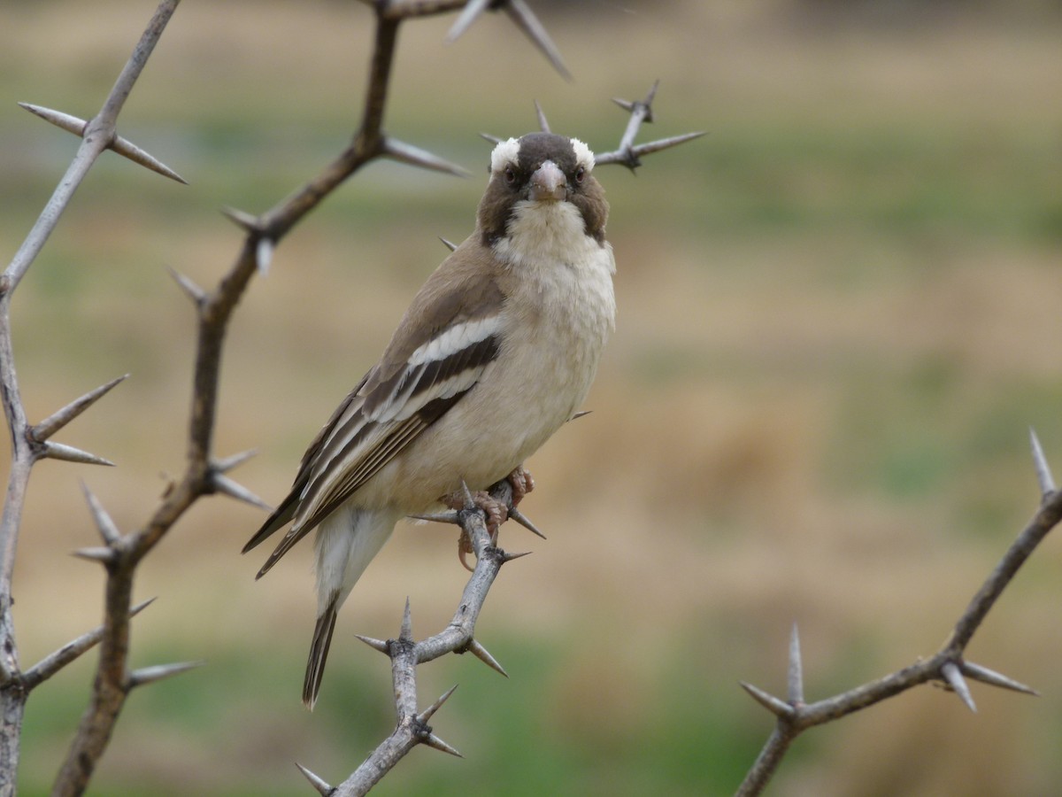 White-browed Sparrow-Weaver - ML611431809