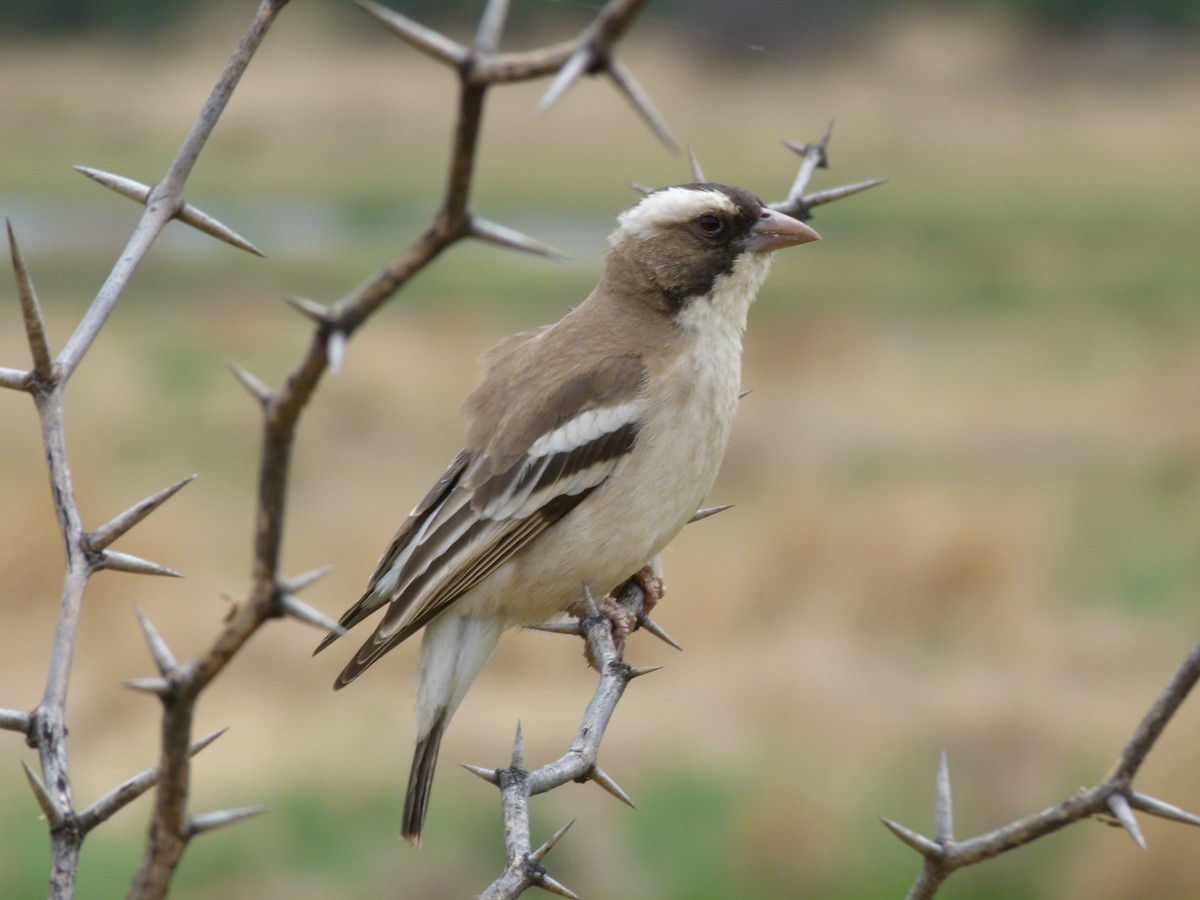 White-browed Sparrow-Weaver - ML611431810
