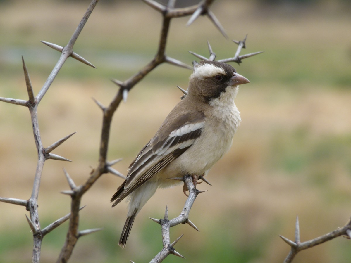 White-browed Sparrow-Weaver - ML611431811