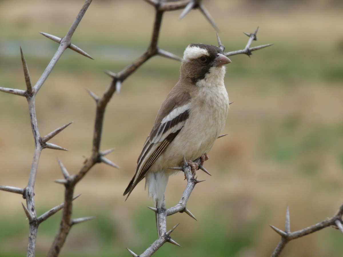White-browed Sparrow-Weaver - ML611431813
