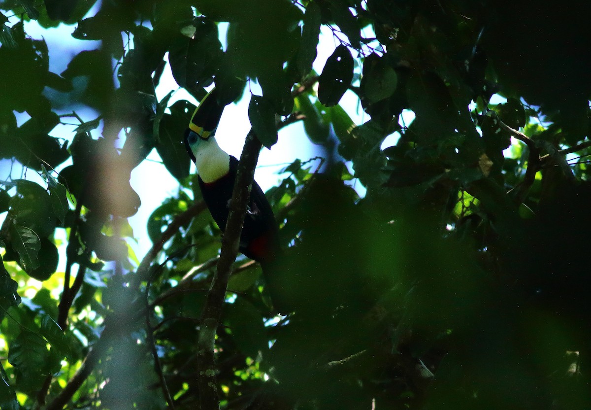 tukan volavý (ssp. culminatus/pintoi) - ML611431850