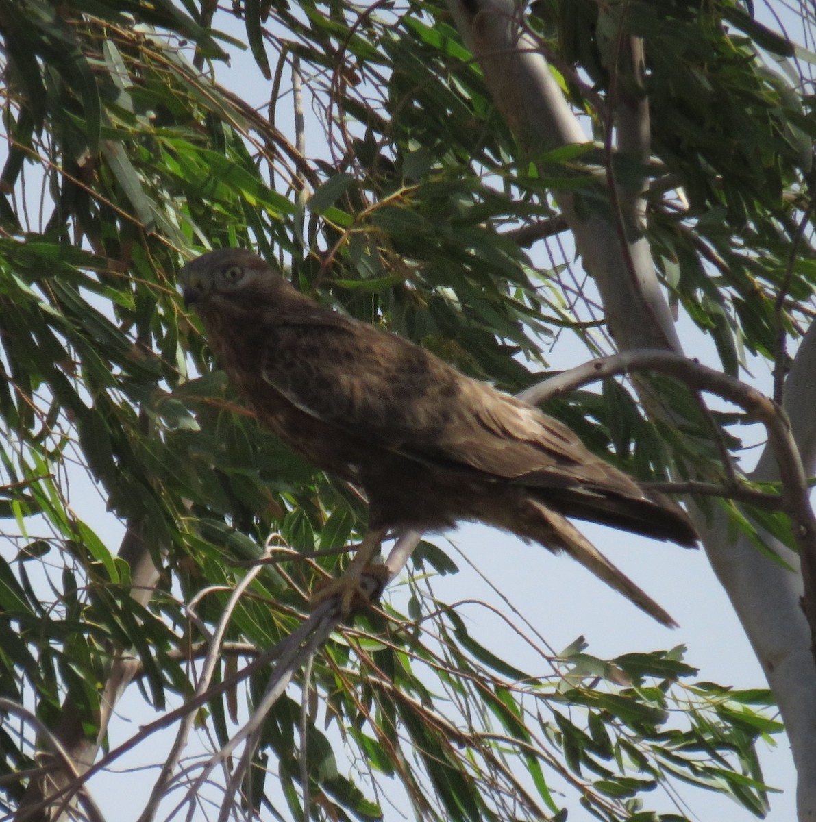 Long-legged Buzzard - ML611431895