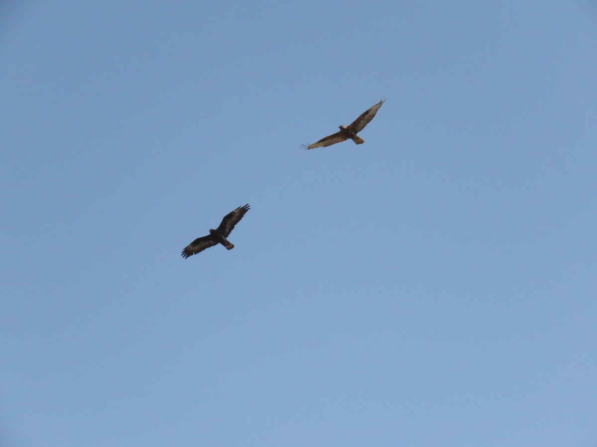 Long-legged Buzzard - ML611431897