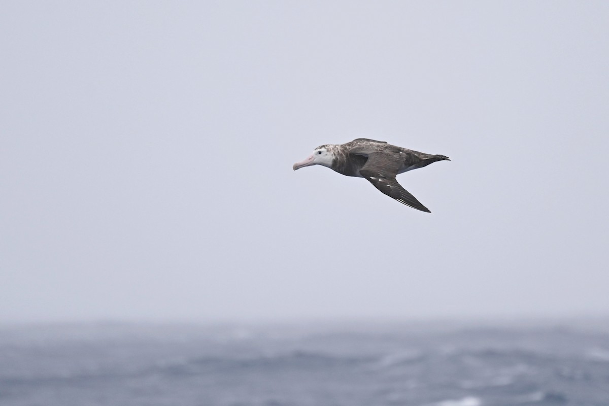 Albatros de Tristan da Cunha - ML611431905