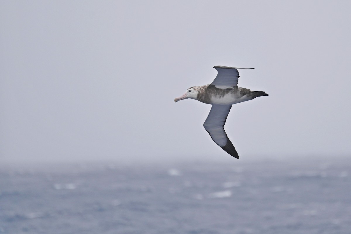 Albatros de Tristan da Cunha - ML611431906