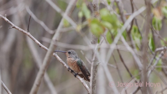 kolibřík rusoprsý - ML611431916