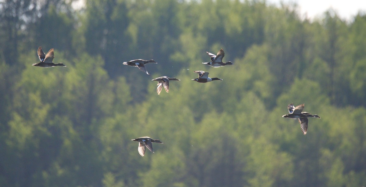 Northern Shoveler - ML611431970