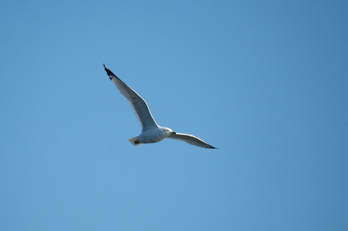 Ring-billed Gull - ML611431972