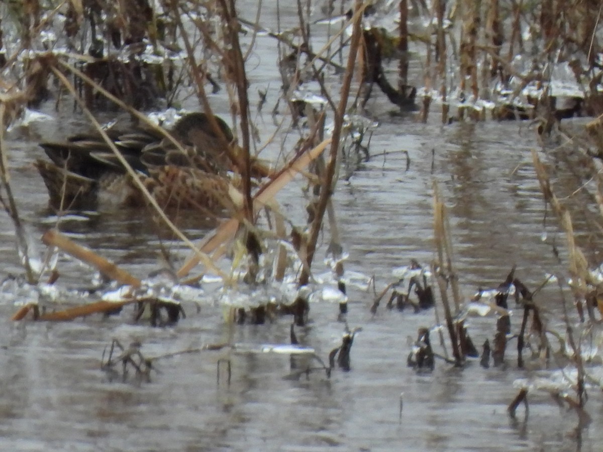 Northern Shoveler - ML611431990