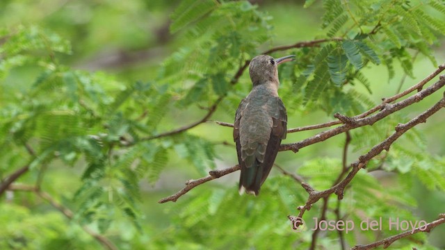 kolibřík rusoprsý - ML611432043
