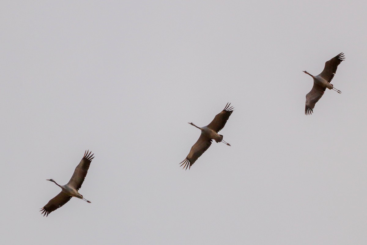 Common Crane - César Diez González