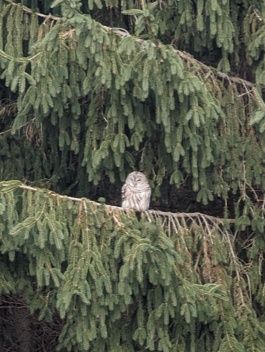 Barred Owl - ML611432077